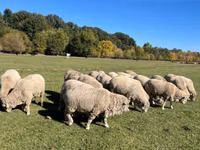 Bélier, Australian merinos sheep — photo 3