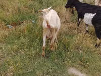 母山羊, Goats — 照片 8