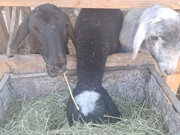 Sheep, Sheep