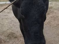 Vache, Russian Black pied cattle — photo 2