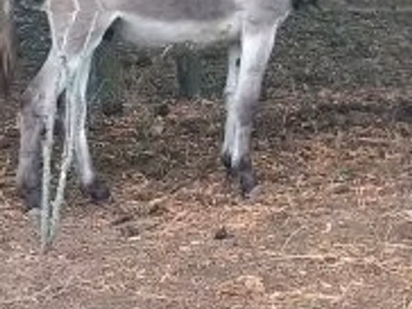 Horse (M), Horses