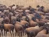 भेड़ें (लॉट, लिंग निर्दिष्ट नहीं), Karakul sheep — फ़ोटो 2