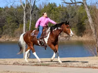 公马, National Show Horse — 照片 3