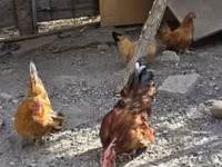 Chickens — फ़ोटो 3