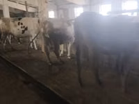 Vaca, Raza Holstein — foto 6
