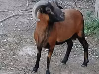 Ram, Cameroon sheep — photo 1