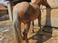 Yegua, Caballos — foto 6