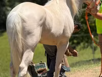 حصان, Kentucky mountain daddle horse — الصورة 6