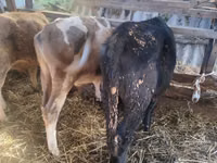 بقرة, Simmental cattle — الصورة 5
