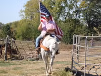 Cheval, Quarter Horse — photo 6