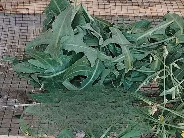 Herbe Pour Lapin