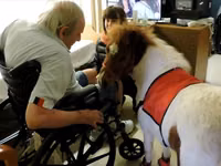 Stute, Miniature horse — Foto 7