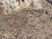 تيس, Nubian Goat — الصورة 4