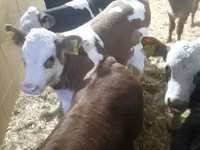 Rinder (Partie, Geschlecht nicht angegeben), Simmental cattle — Foto 6