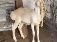 公羊, Rhon sheep — 照片 1