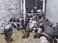 Chickens — फ़ोटो 2