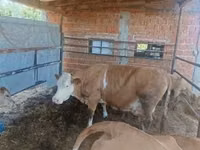 母牛, French Simmental cattle — 照片 1