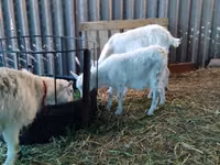 Cabra, Pomellata goat — foto 3