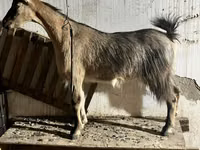 Chèvre, Alpine goat — photo 3