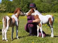 حصان, American shetland pony — الصورة 1