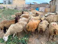 母羊, Apsheron sheep — 照片 3