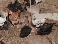 Chickens — photo 8