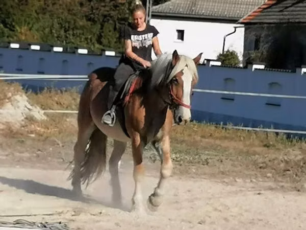 Caballo, Gypsy horse