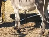 Horse (M), Horses — photo 2