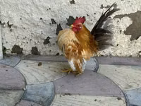 Chickens — 照片 1