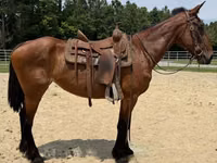 母马, Horses — 照片 5