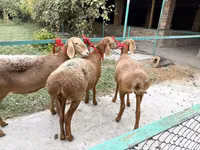 母羊, Arashan sheep — 照片 3