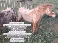Hengst, Miniature horse — Foto 1