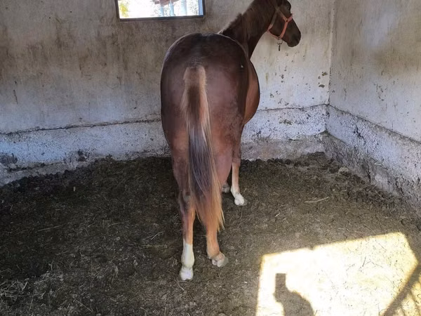 公马, Thoroughbred horse