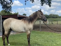 Cheval, Rocky Mountain Horse — photo 4