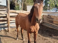 Hengst, Thoroughbred horse — Foto 4