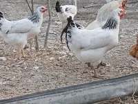 लाकेनवेल्डर — फ़ोटो 3