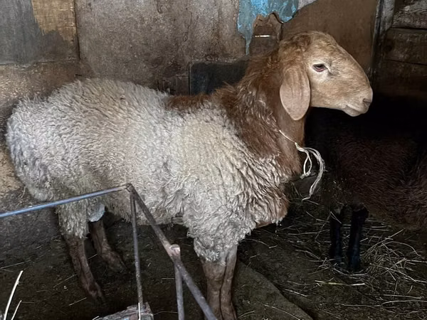Bélier, Rhon sheep