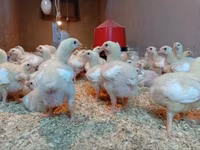 Chickens — Foto 4