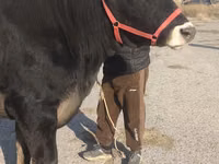 بقرة, Swiss cattle — الصورة 5