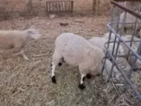 Widder, Cerry Hill sheep — Foto 2