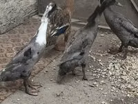 इंडियन रनर — फ़ोटो 2