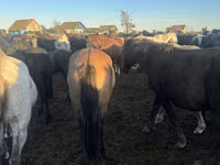 Hengst, Mugalzhar horse — Foto 2