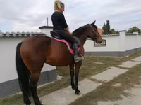 Yegua, Hungarian horse breed — foto 4