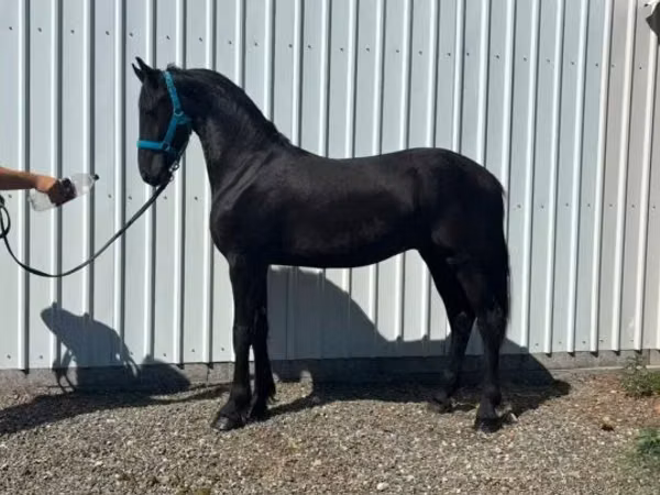حصان, Dutch warmblood horse