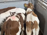 أبقار (دفعة، الجنس غير محدد), Simmental cattle — الصورة 3