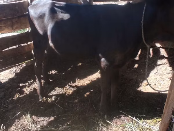 Vaca, Raza Alatau