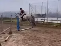 公马, Oldenburg horse — 照片 2