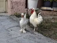 Chickens — photo 6