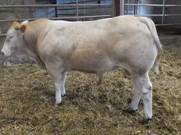 Bull, Blonde d’Aquitane cattle