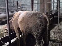 公牛, Cattle — 照片 3